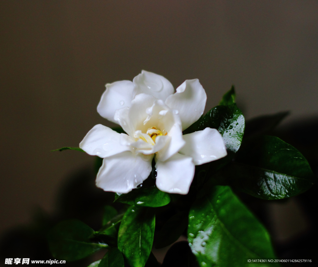 栀子花开