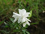栀子花开