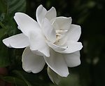 栀子花开