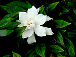 栀子花开