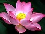 莲花