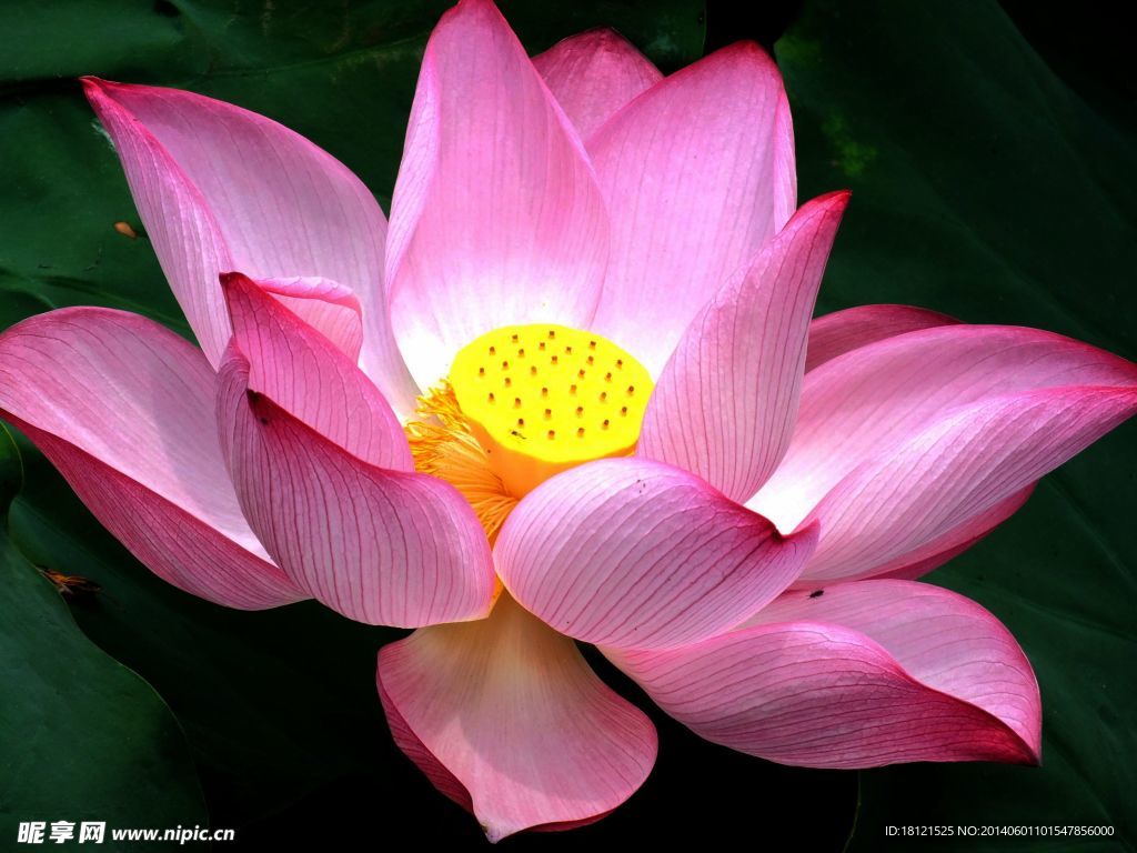 莲花