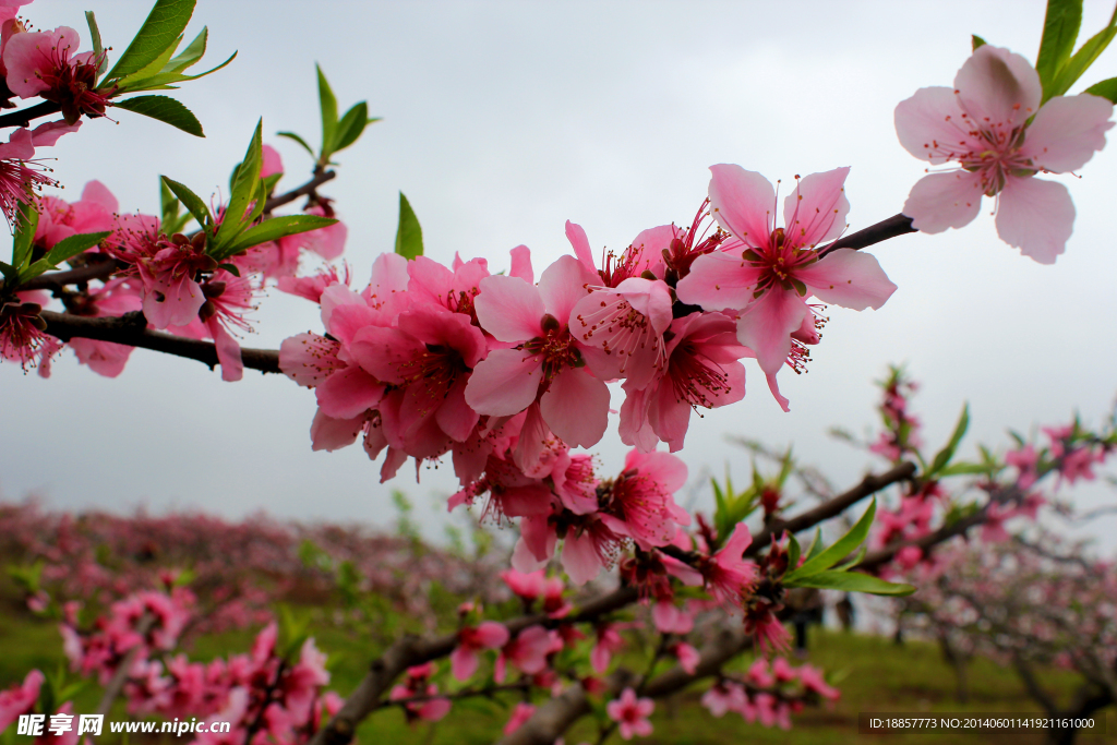 桃花林