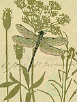 蜻蜓