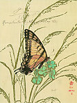 蝴蝶