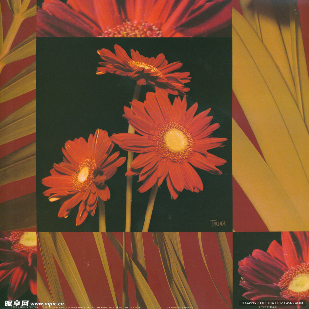 百日菊