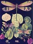 蜻蜓 无框画