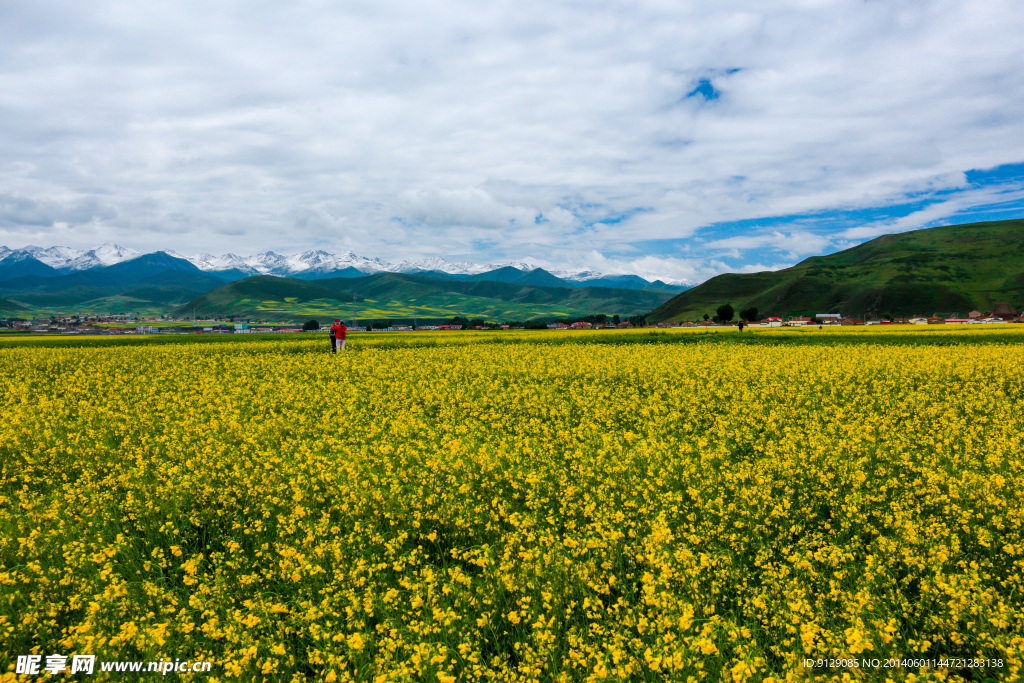 门源油菜花