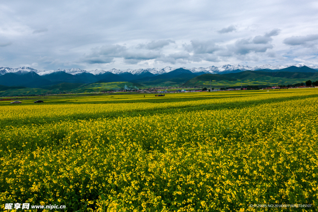 门源油菜花