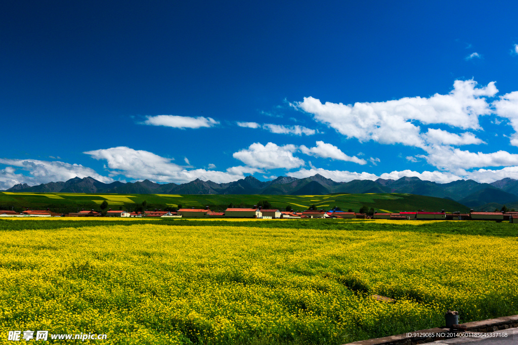 门源油菜花