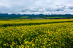 门源油菜花