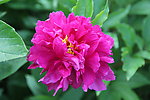 芍药花