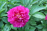芍药花