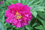 芍药花