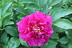 芍药花