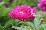 芍药花