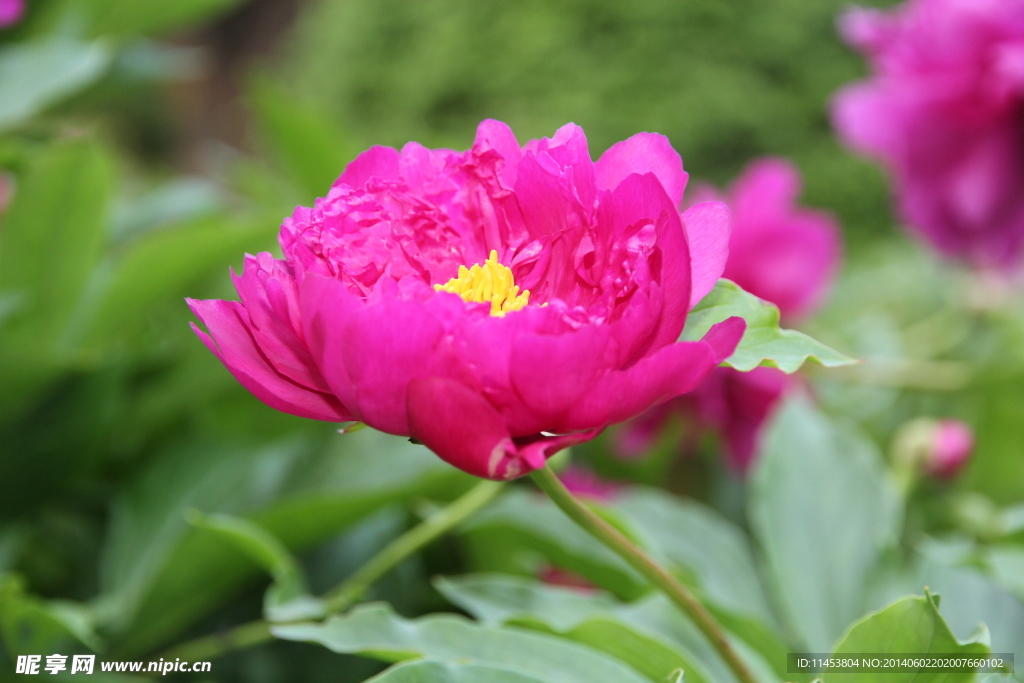 芍药花