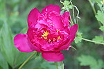 芍药花