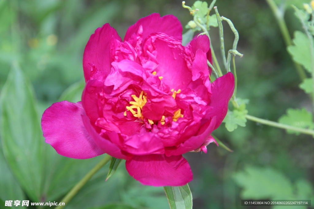 芍药花