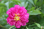 芍药花