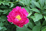 芍药花