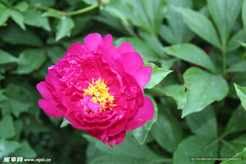 芍药花