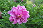 芍药花