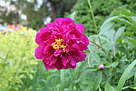 芍药花