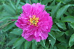 芍药花