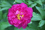 芍药花