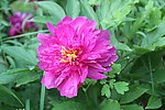 芍药花