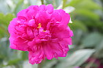 芍药花