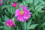芍药花