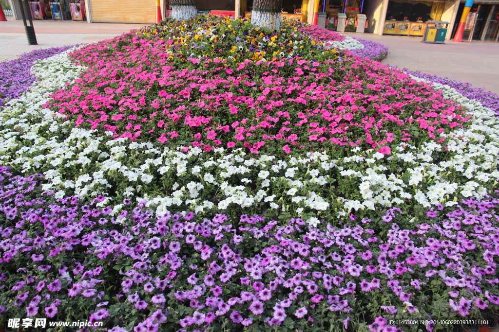 花坛