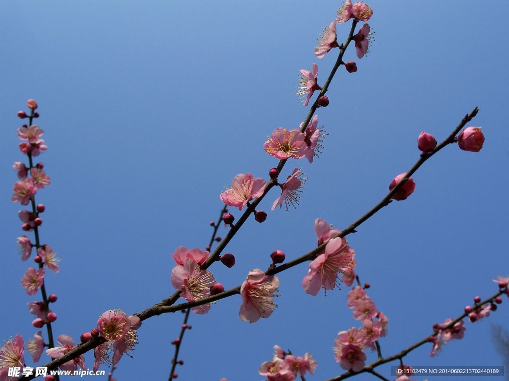 梅花
