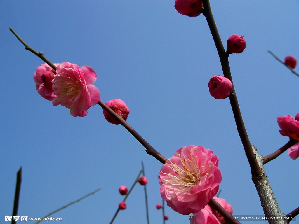 梅花