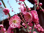 梅花