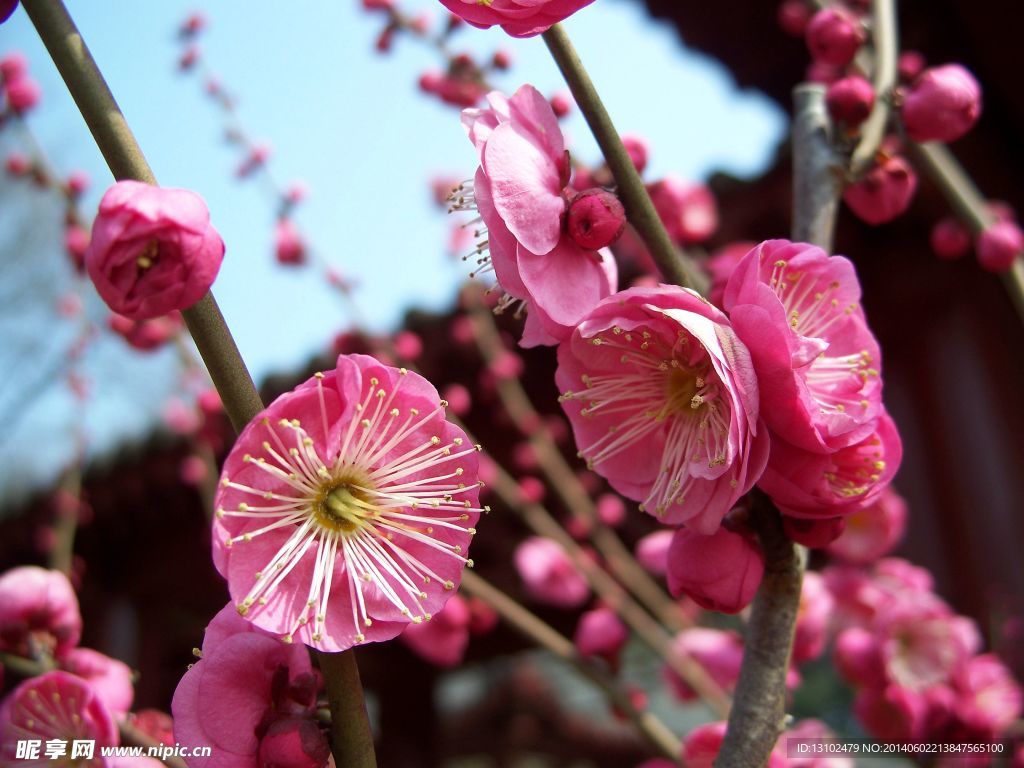 梅花