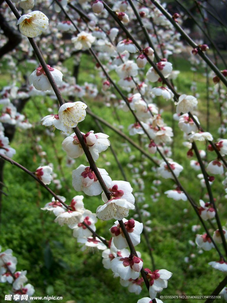 梅花
