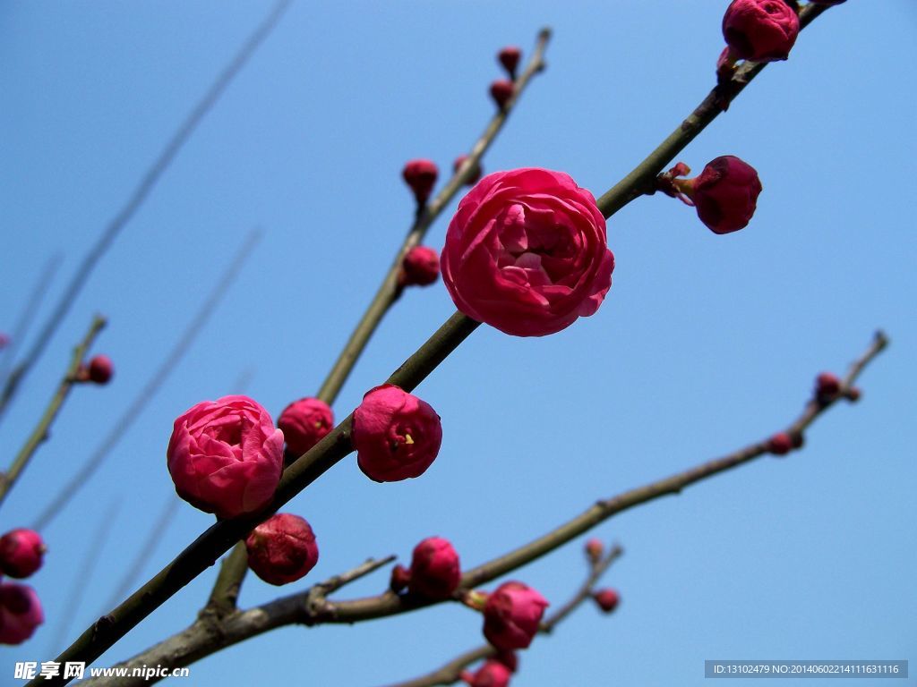 梅花