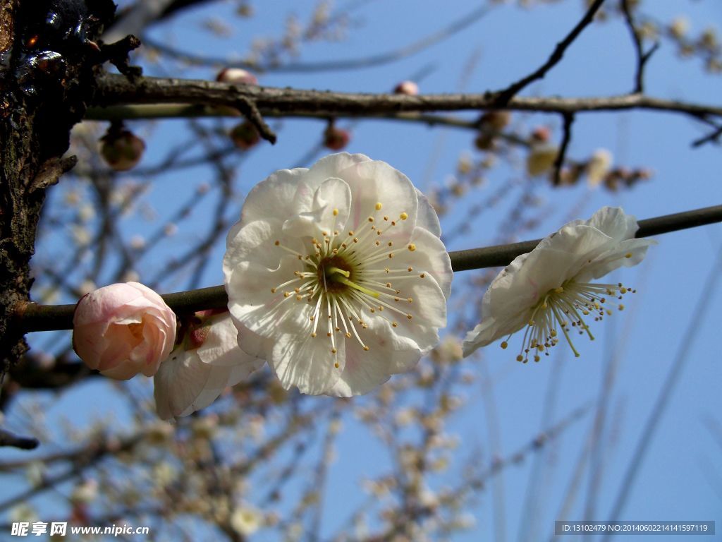 梅花