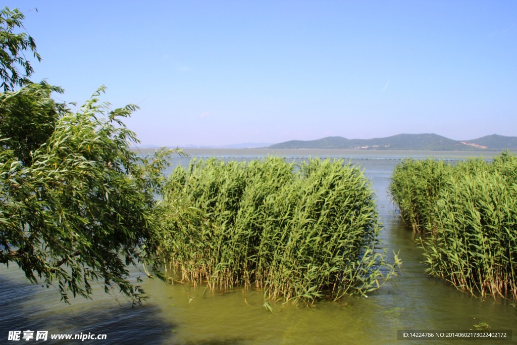 水草