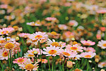 小雏菊
