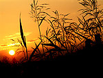 夕阳