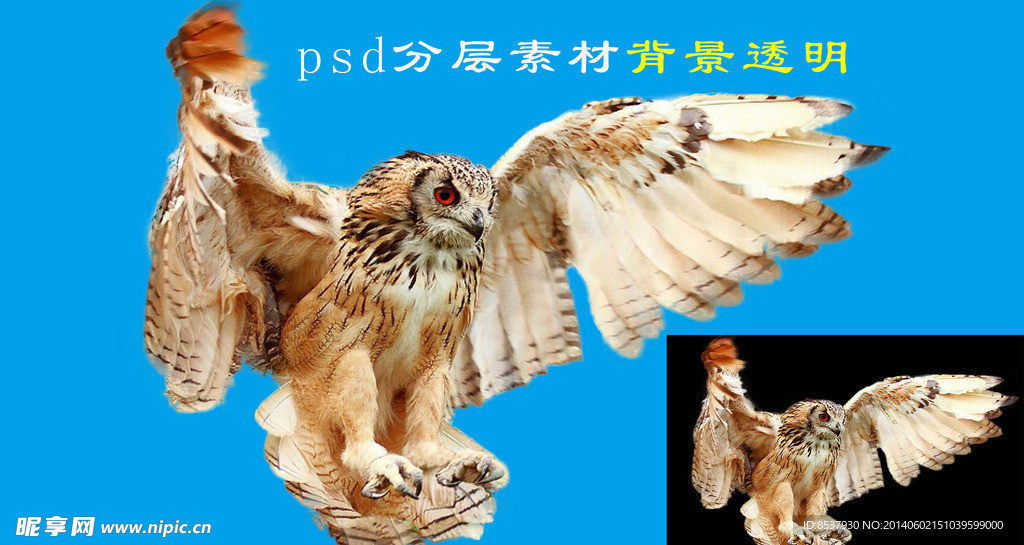 猫头鹰psd分层素材