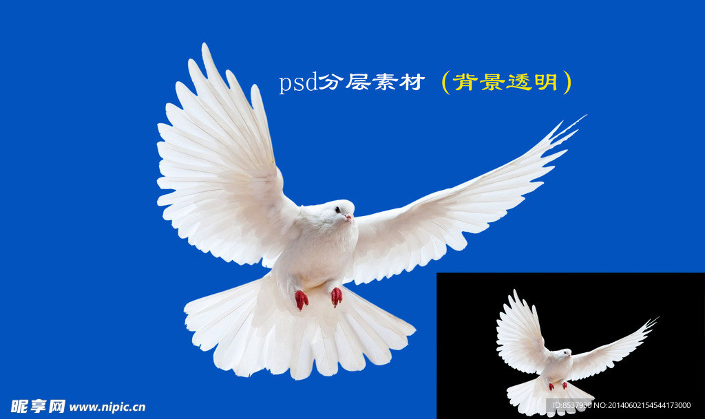 和平鸽psd分层素材