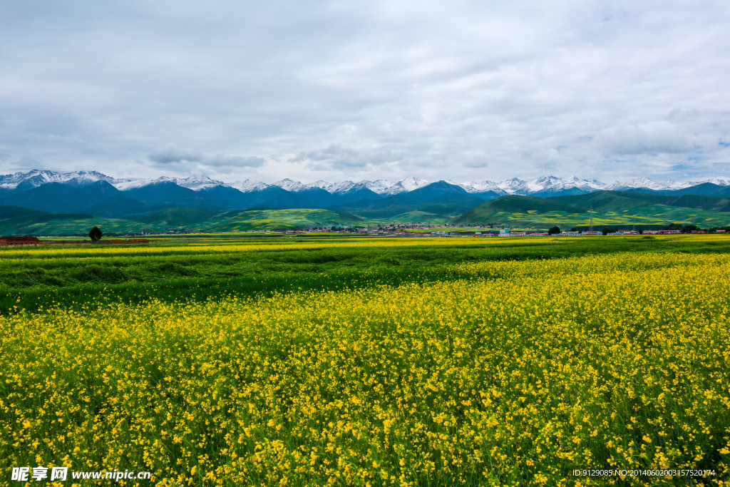 门源油菜花