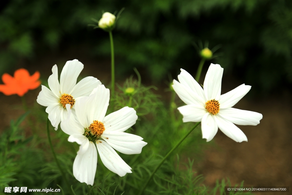 小白菊