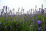 薰衣草
