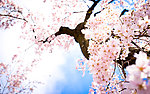 鲜花